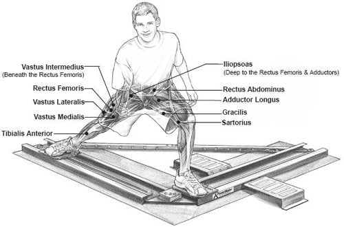 Muscles Used in Skating